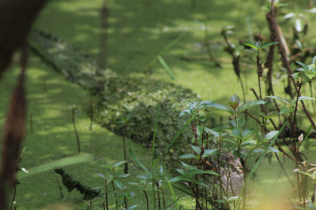 Alligator im Gator-Lake, St. Andrews State Park