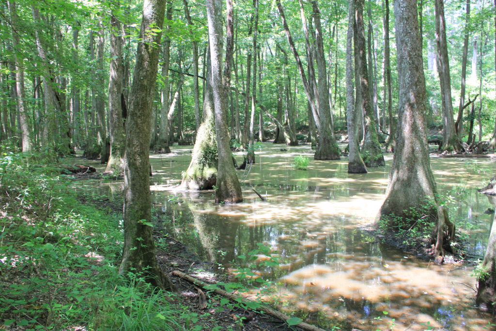 Cypress Swamb