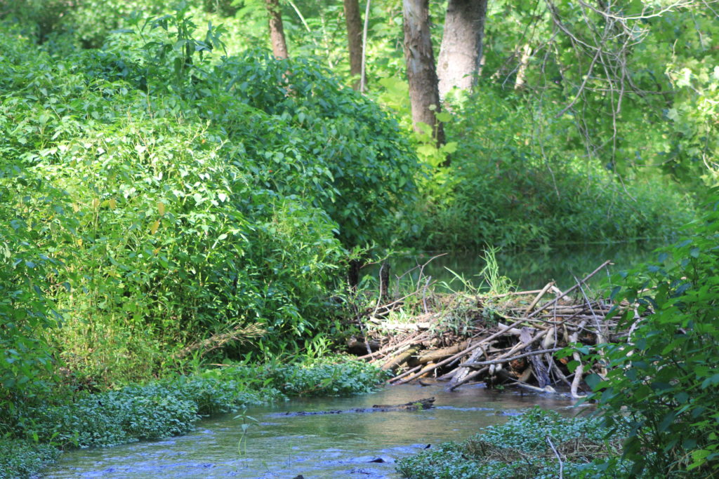 Biber-Bau am Natchez Trace